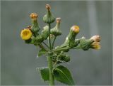 Sonchus oleraceus