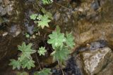 genus Alchemilla