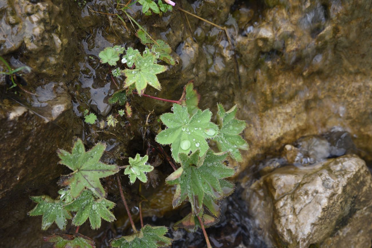 Изображение особи род Alchemilla.