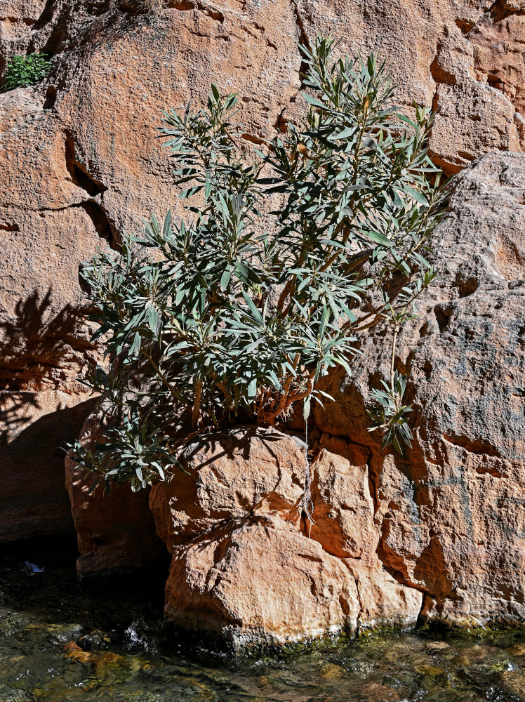 Image of Nerium oleander specimen.