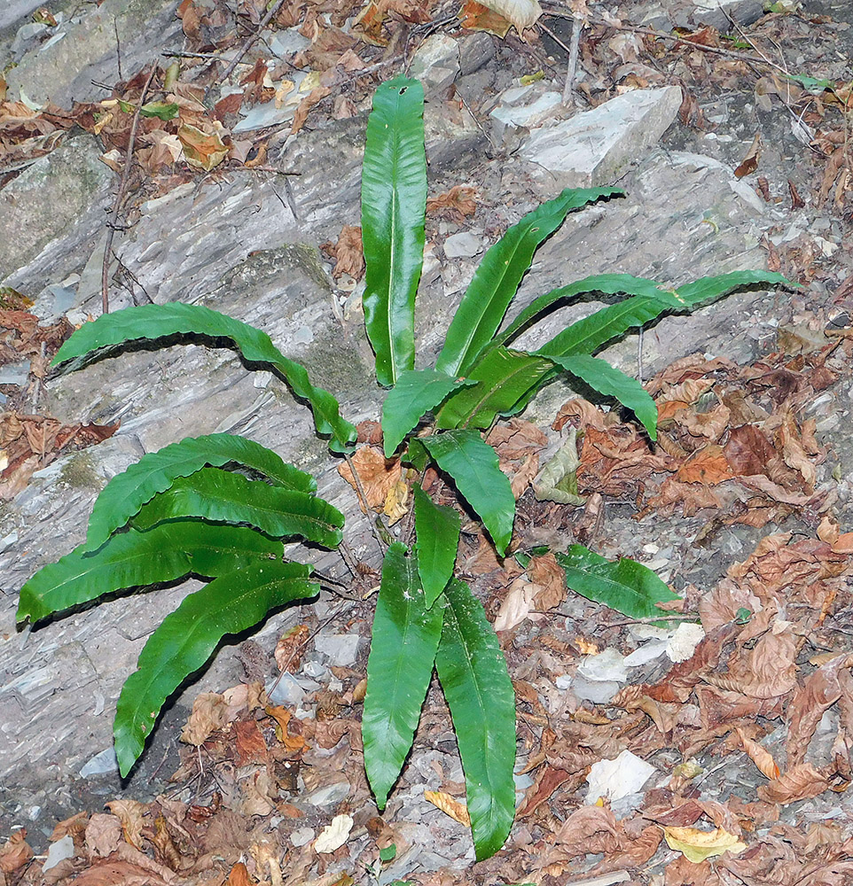 Изображение особи Phyllitis scolopendrium.