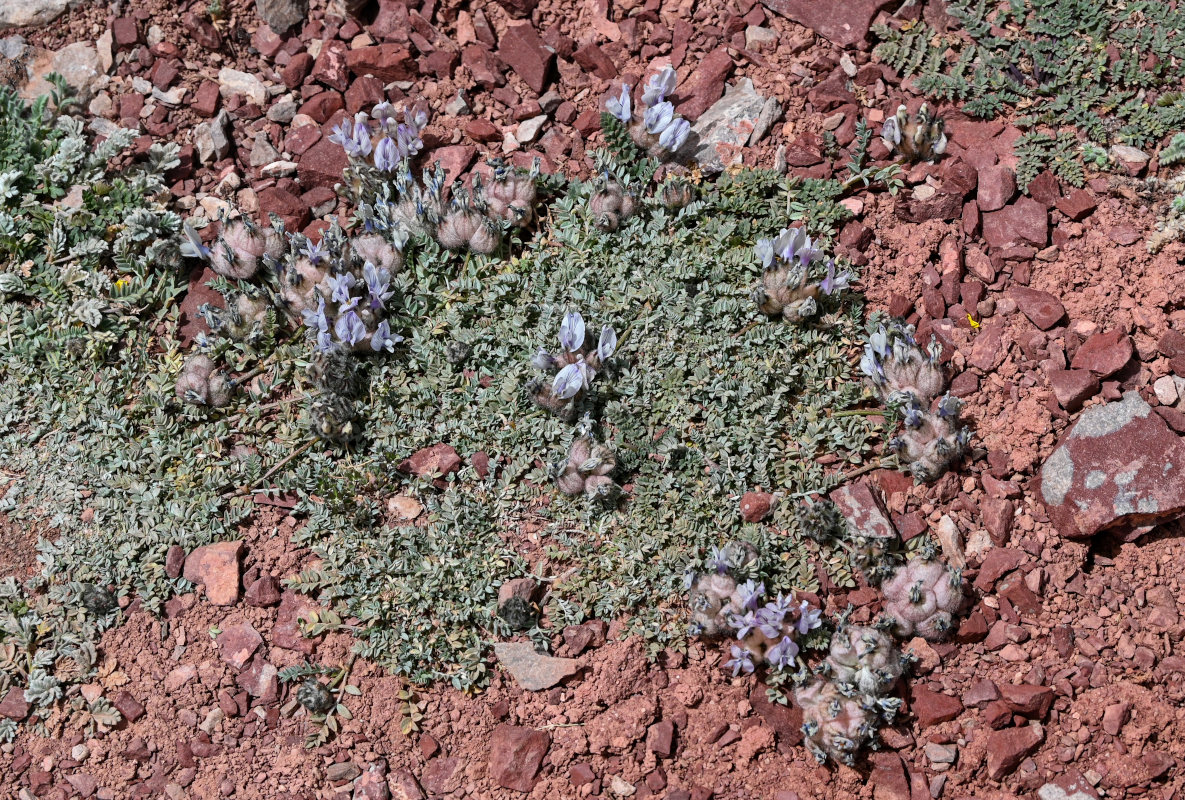 Image of Astragalus nivalis specimen.