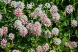 Trifolium ambiguum