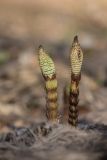 Equisetum telmateia. Молодые побеги со стробилами. Адыгея, Майкопский р-н, окр. пос. Каменномостский, широколиственный лес, обочина грунтовой дороги. 02.04.2023.