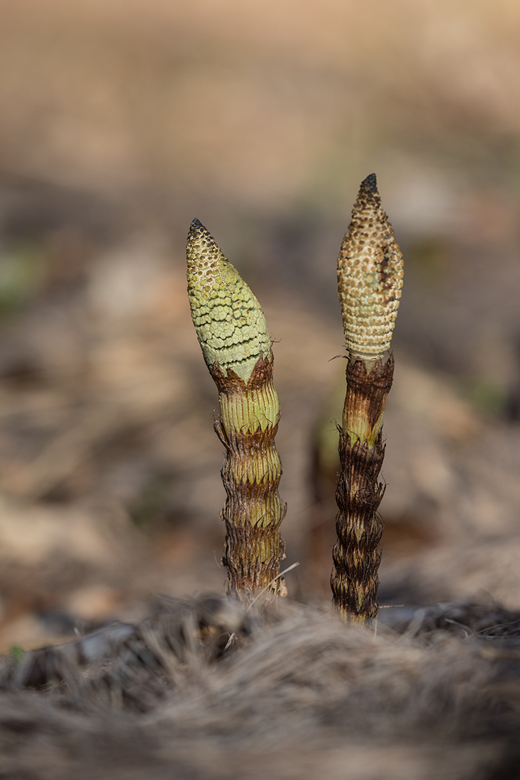 Image of Equisetum telmateia specimen.