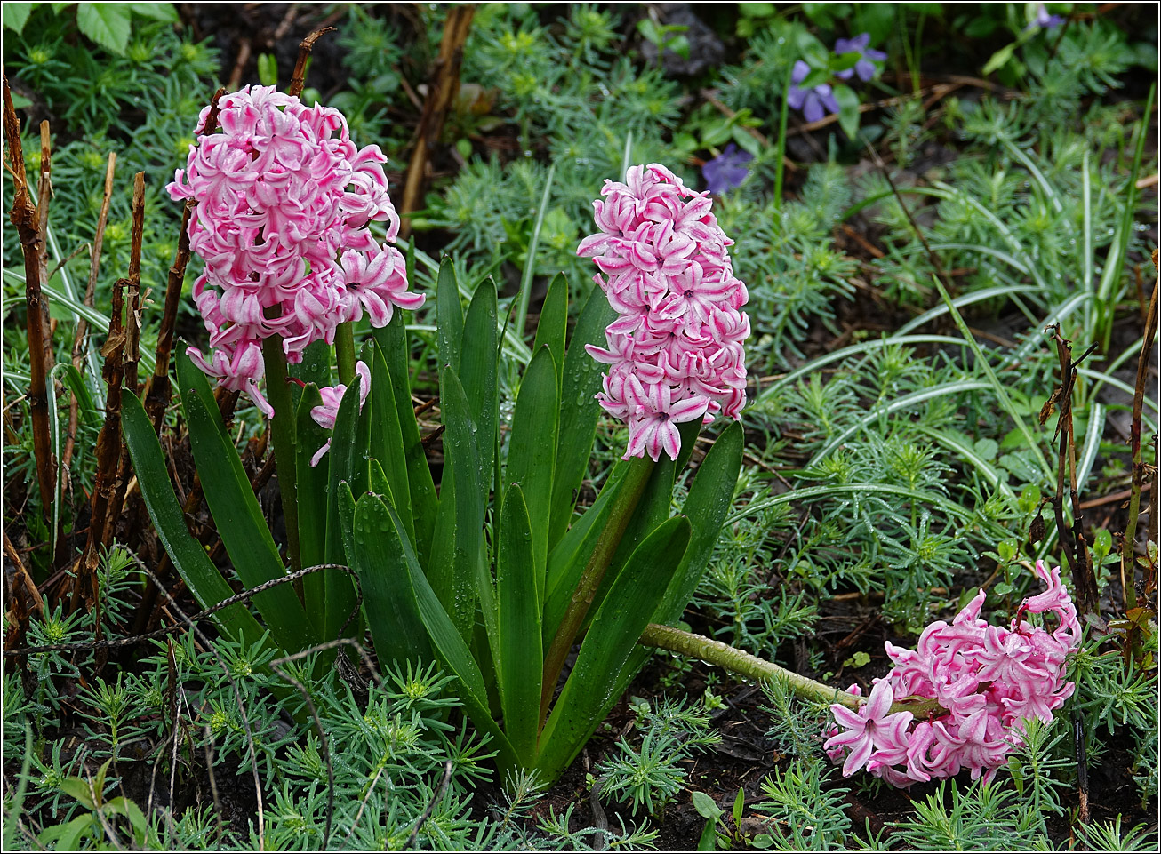 Image of Hyacinthus orientalis specimen.