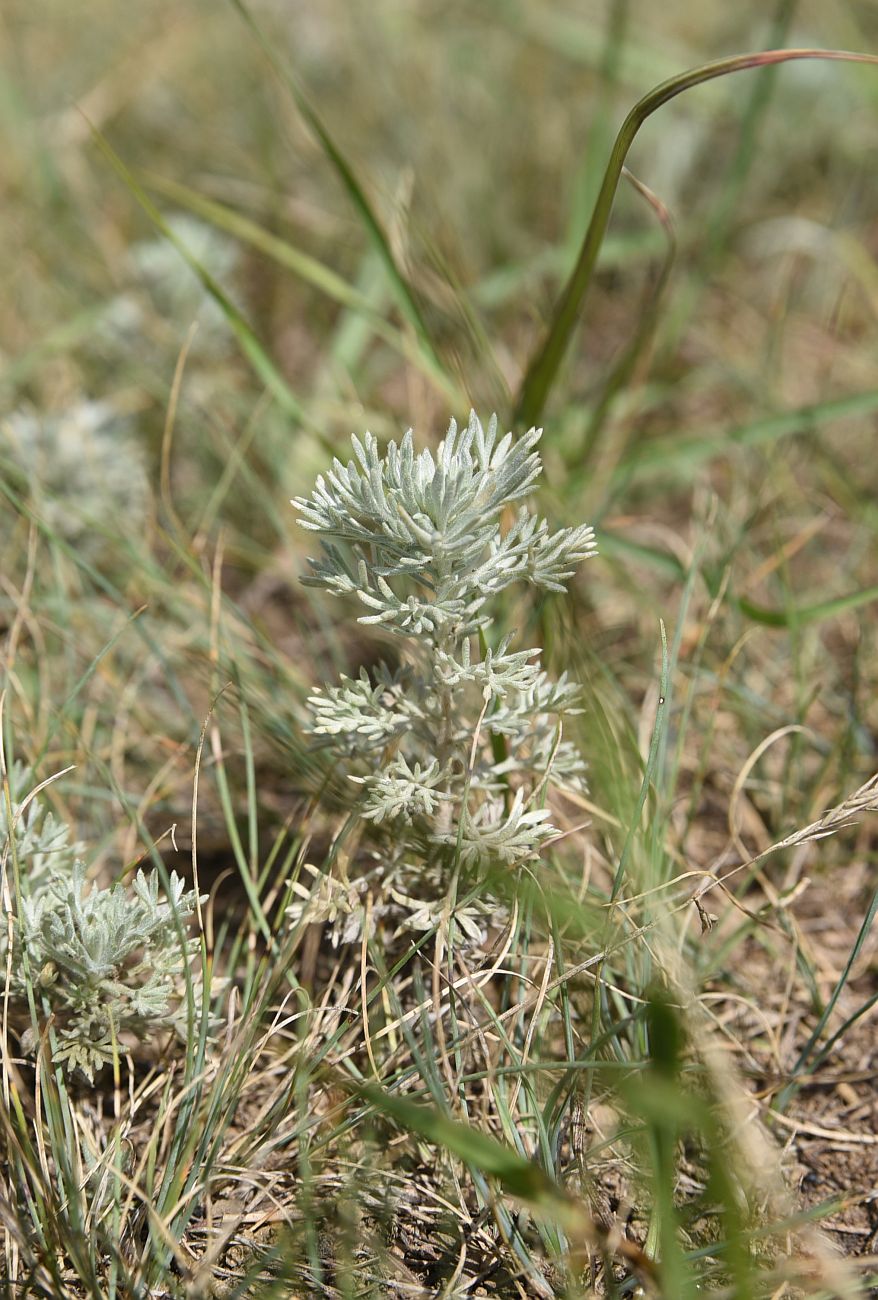 Изображение особи род Artemisia.