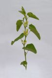 Aristolochia clematitis