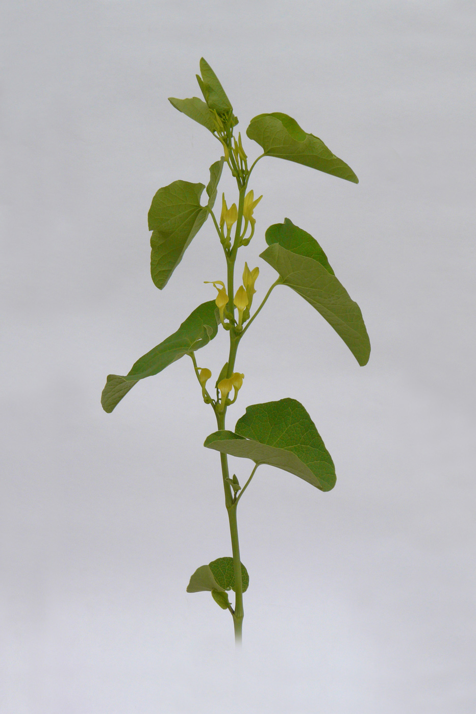 Image of Aristolochia clematitis specimen.