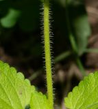 Stachys arvensis. Часть стебля. Чили, обл. Valparaiso, провинция Isla de Pascua, г. Hanga Roa, обочина дороги. 10.03.2023.