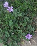 Malva sylvestris