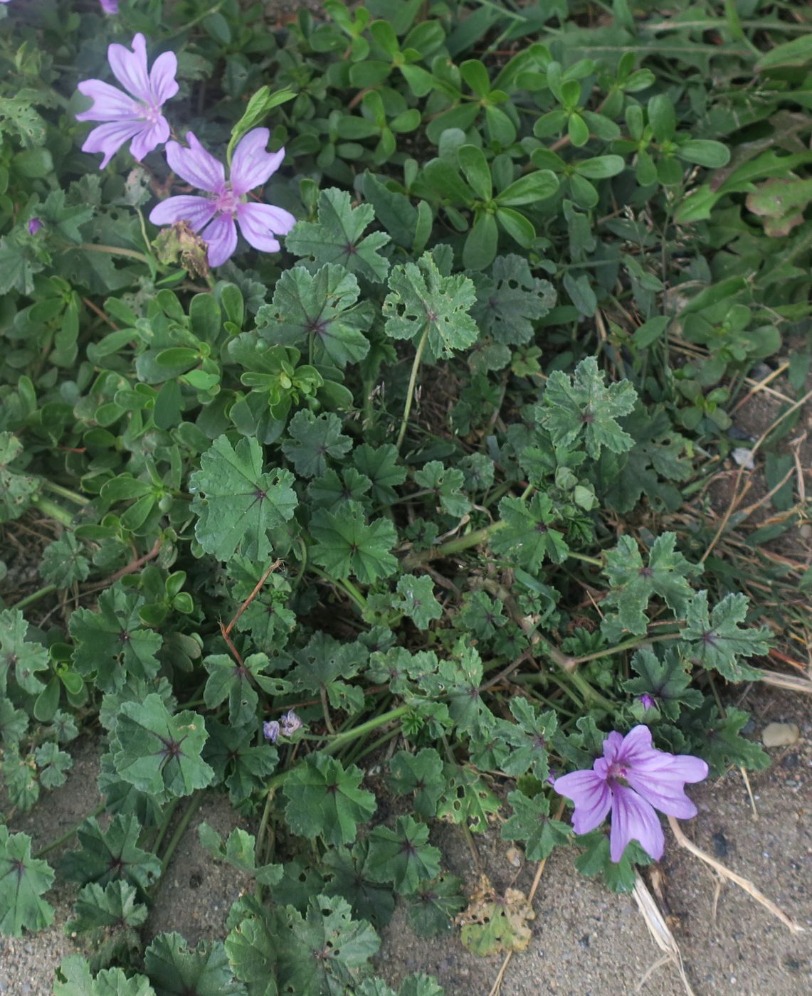 Изображение особи Malva sylvestris.