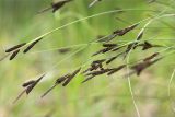 Carex juncella. Верхушки побегов с соплодиями и отцветшими мужскими соцветиями. Мурманская обл., Кандалакшский р-н, Княжегубское вдхр., оз. Нотозеро, небольшой остров, сырой каменистый берег. 05.07.2023.