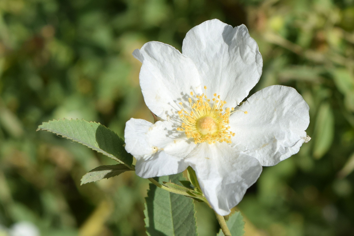 Image of Rosa beggeriana specimen.