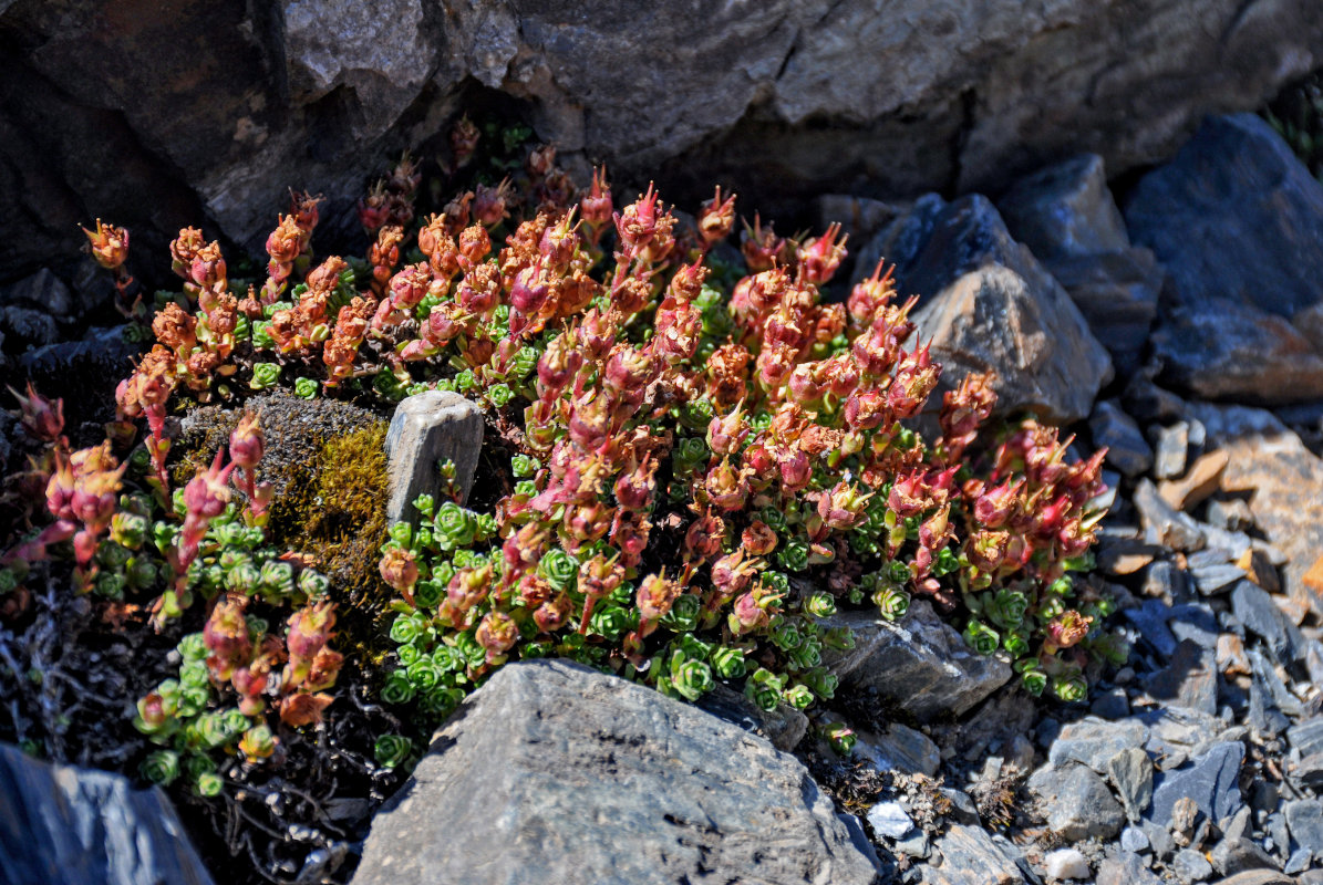 Изображение особи Saxifraga asiatica.