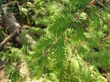 Metasequoia glyptostroboides. Ветвь молодого растения. Московская обл., г. Видное, садовый участок. 28.09.2023.