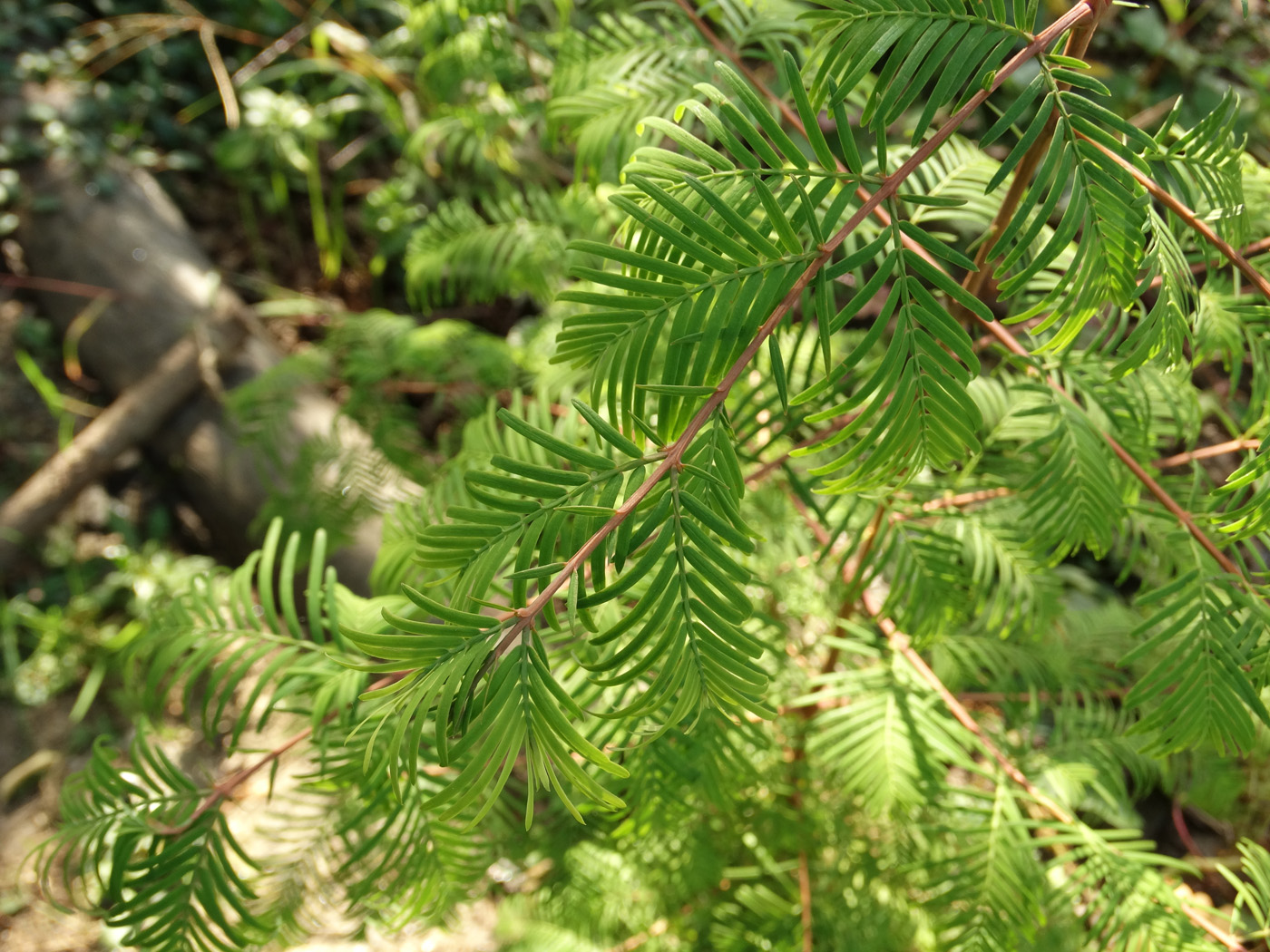 Изображение особи Metasequoia glyptostroboides.