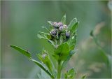 Cirsium setosum