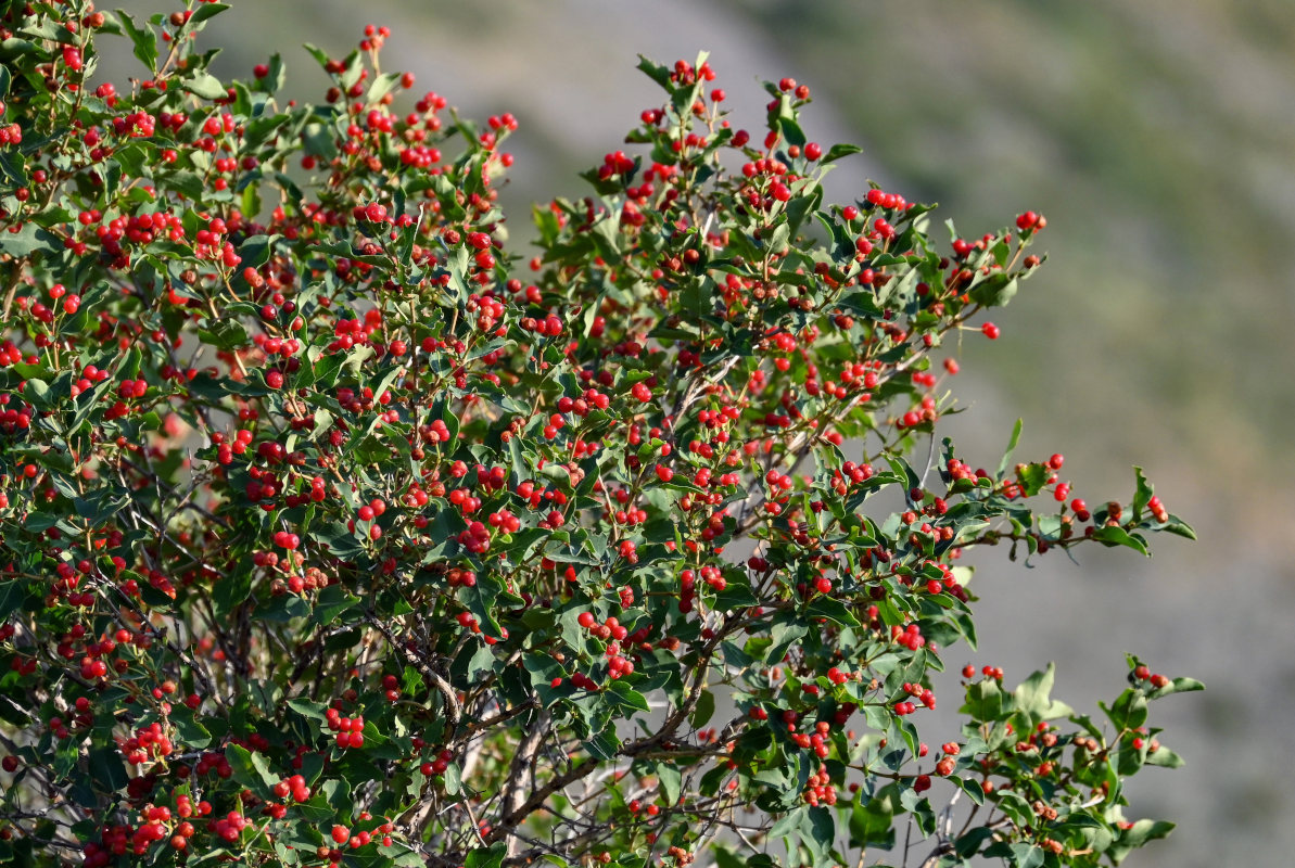 Изображение особи Lonicera tatarica.