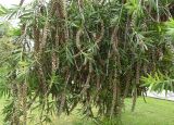 genus Callistemon