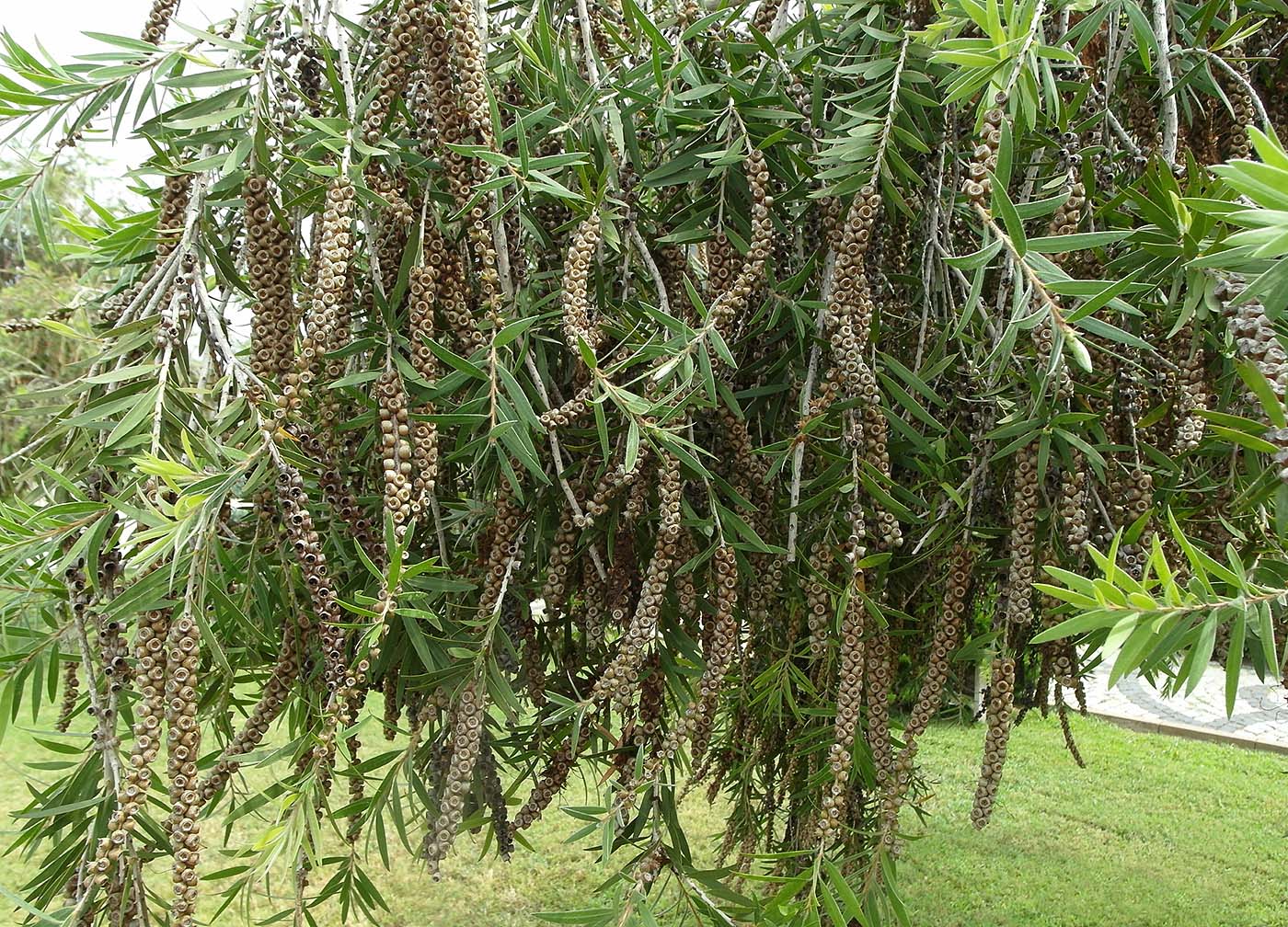 Изображение особи род Callistemon.