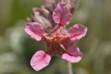 Potentilla divina. Цветок. Карачаево-Черкесия, Карачаевский р-н, Большой Кавказ, правый борт ущелья Кичкинекол, долина реки Таллычат, западный склон хребта под перевалом Малый Кичкинекол, ≈ 2820 м н.у.м., частично задернованная каменистая россыпь. 22.07.2023.