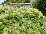 genus Clematis. Заросли цветущих и плодоносящих растений. Бельгия, провинция Намюр, г. Динан. Август.