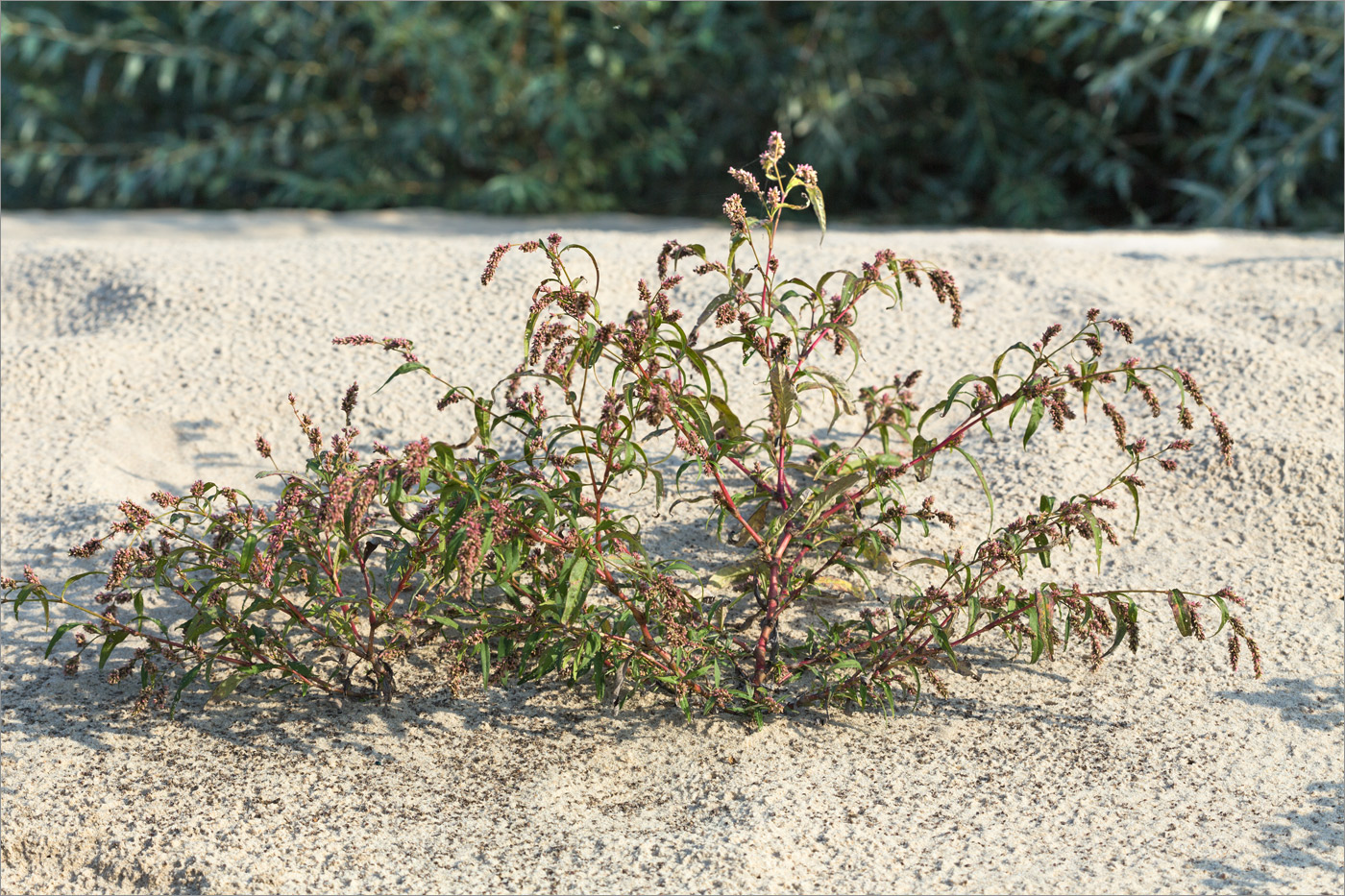 Изображение особи Persicaria lapathifolia.