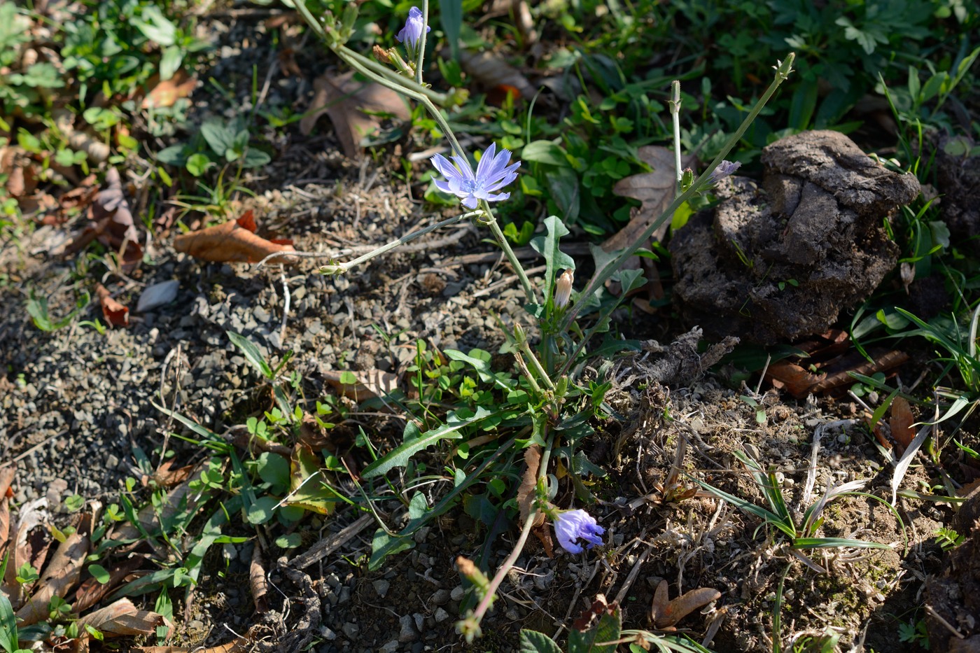 Image of Cichorium intybus specimen.