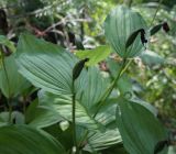 Cypripedium calceolus. Верхушка плодоносящего растения. Пермский край, Добрянский р-н, окр. с. Полазна, хвойный лес. 30.07.2023.