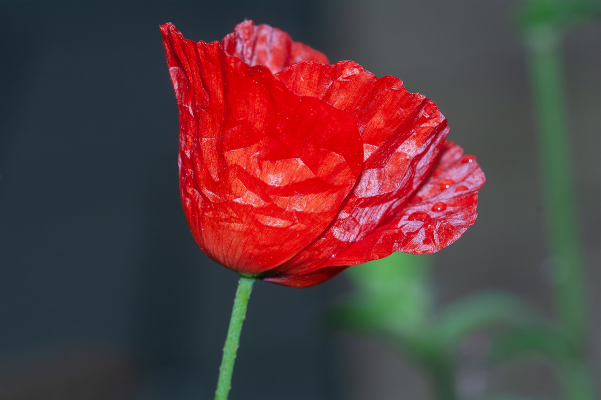 Image of Papaver humile specimen.