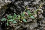 Scrophularia rupestris. Цветущее растение. Дагестан, Гунибский р-н, Карадахская теснина, на скале. 02.05.2022.