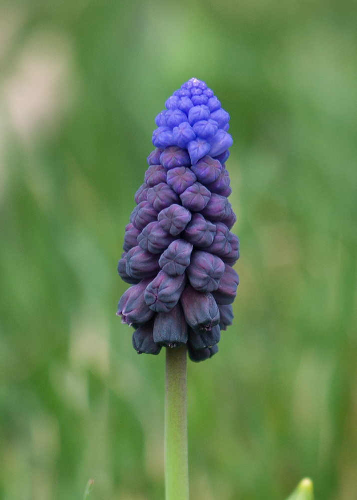 Image of Muscari latifolium specimen.