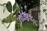 Petrea volubilis