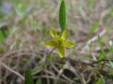 Ranunculus reptans