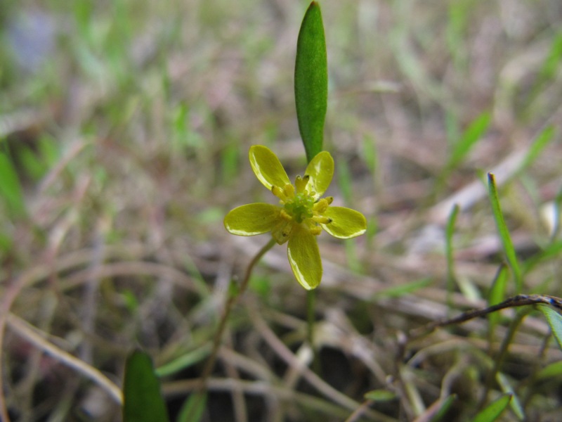 Изображение особи Ranunculus reptans.