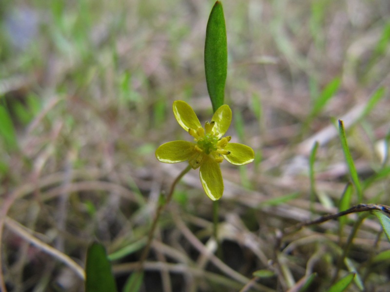 Image of Ranunculus reptans specimen.