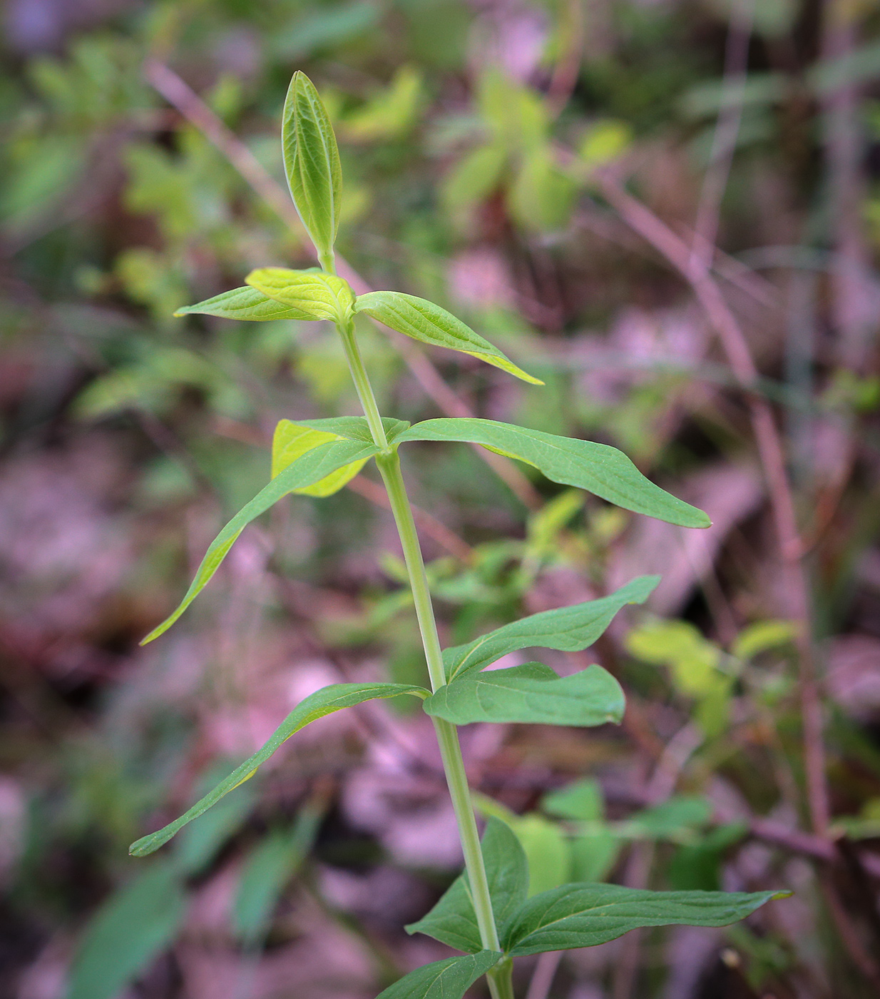 Image of genus Hypericum specimen.