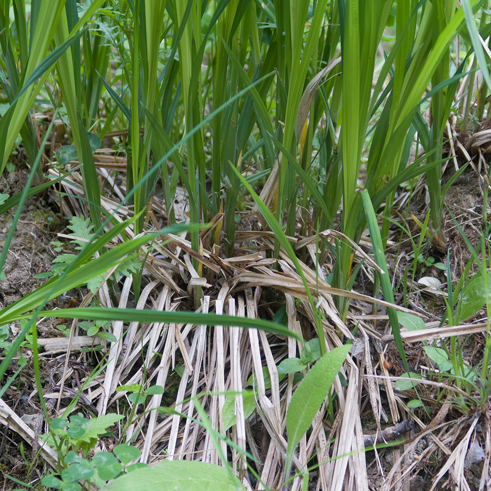 Изображение особи Carex acutiformis.