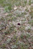 Смотреть изображение Fritillaria meleagroides