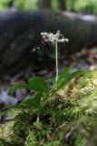 Chimaphila umbellata
