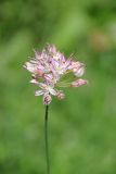 Allium kokanicum