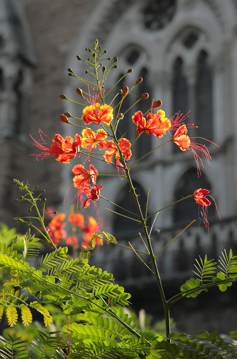 Image of Caesalpinia pulcherrima specimen.