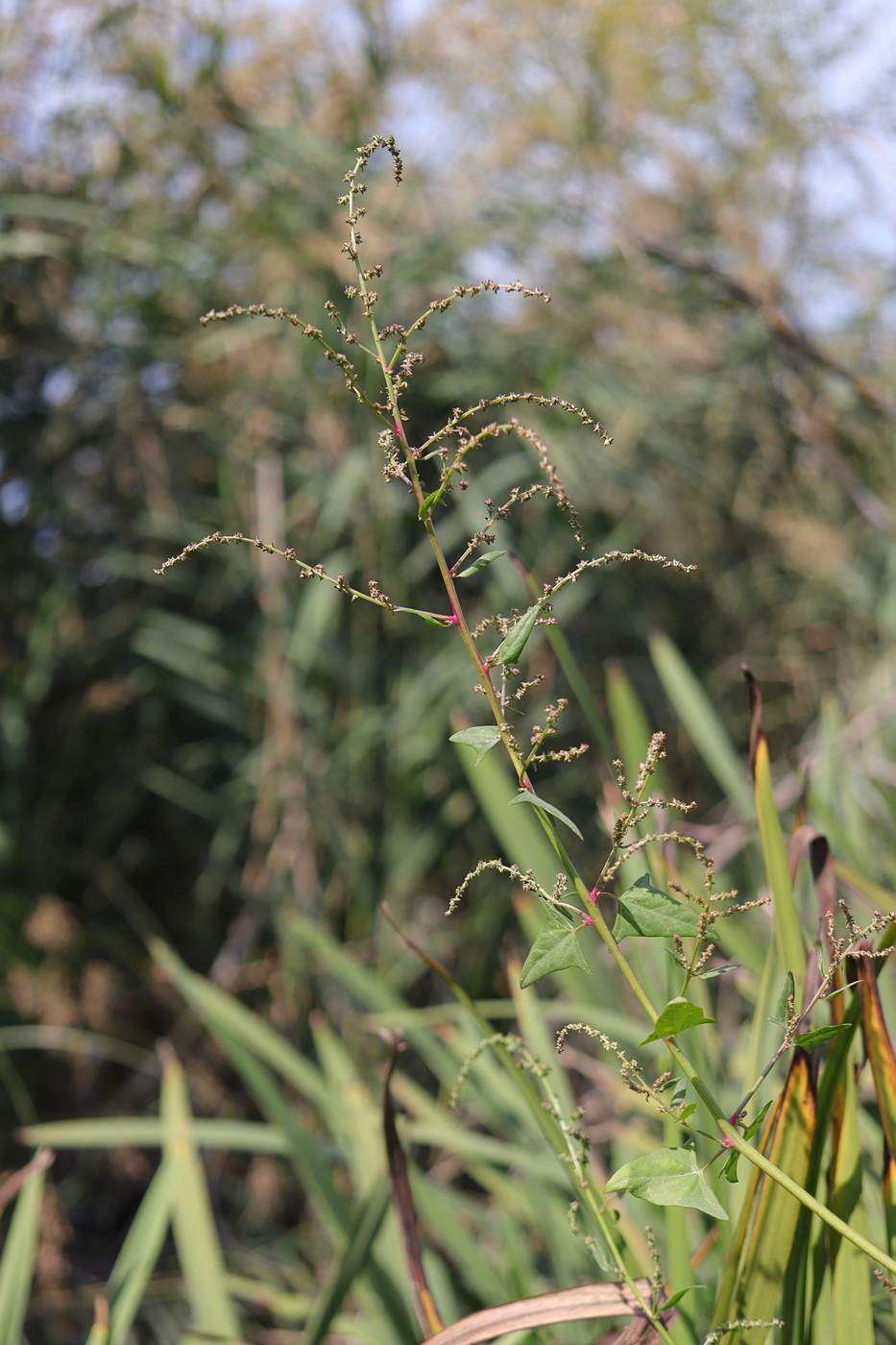 Image of Atriplex prostrata specimen.