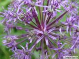 Allium altissimum