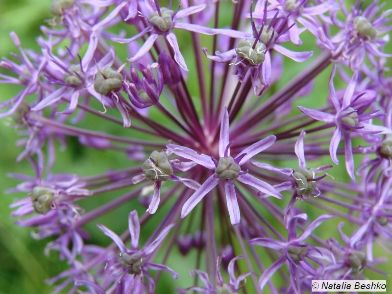 Изображение особи Allium altissimum.