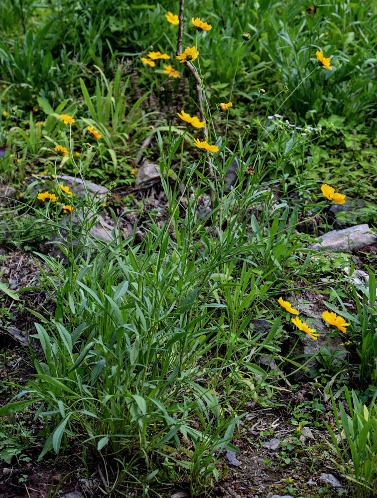 Изображение особи Coreopsis grandiflora.