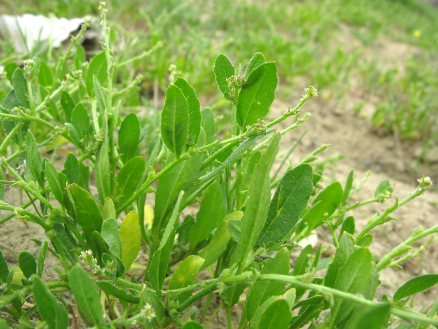 Image of Euclidium syriacum specimen.