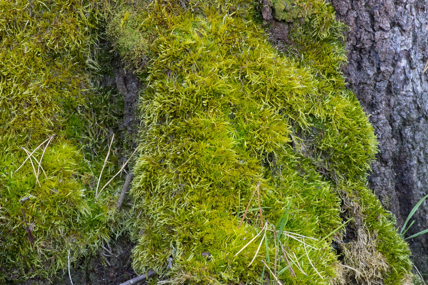 Изображение особи Callicladium haldanianum.
