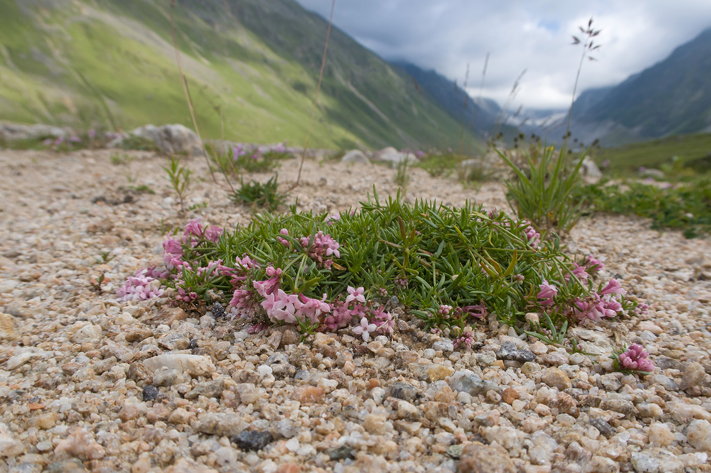 Image of Asperula cristata specimen.